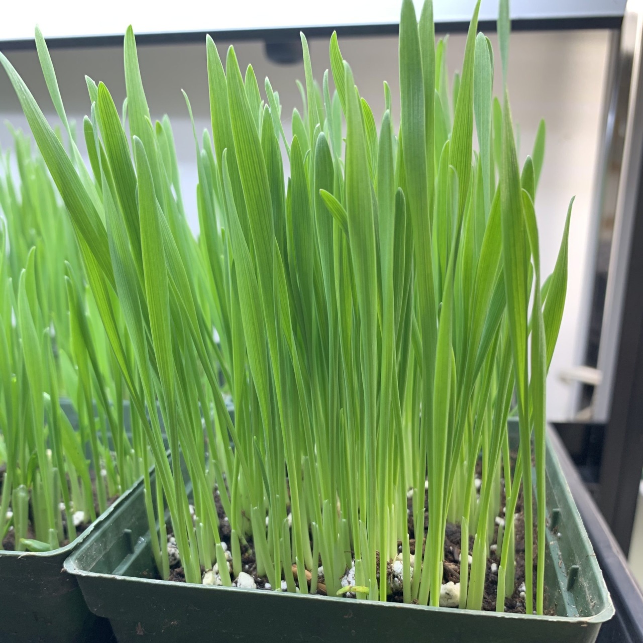 Easter Grass (6 gr) iarba moale, verde, decorativa, crestere rapida, Seklos