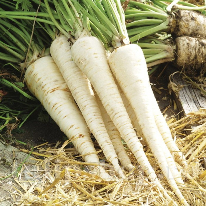 Felhosszu (3500 seminte) patrunjel de radacina radacini semilungi, forma conica, Agrosel