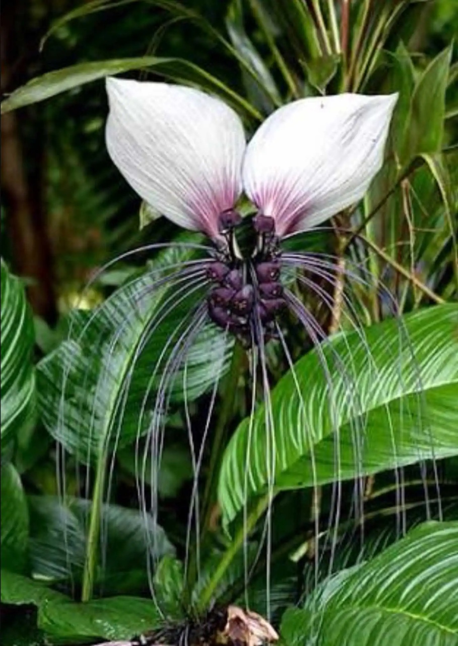 Floarea Liliac Alb (10 seminte) White Bat Flower - Tacca integrifolia, flori mari alb cu violet, aspect interesant, Saflax