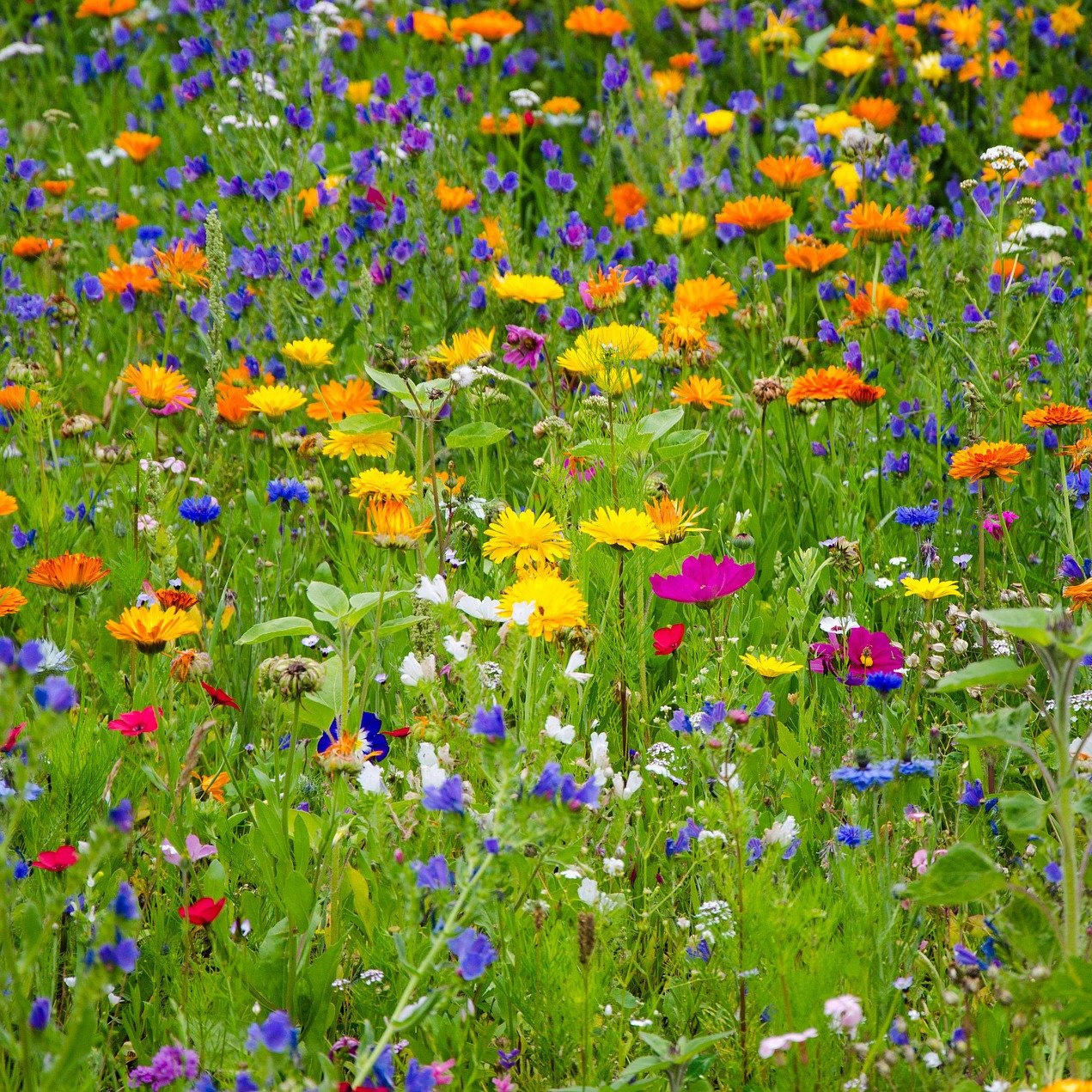Flowers from Nature (45 gr), seminte mix flori salbatice si iarba, Seklos