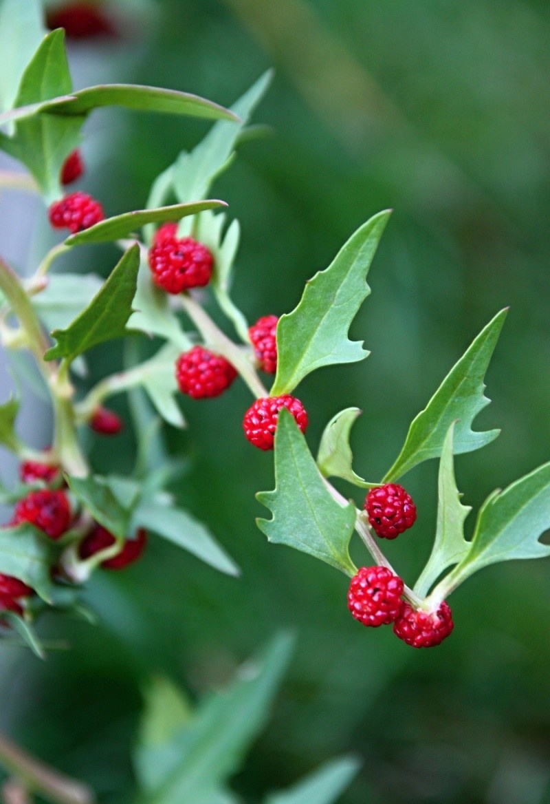 Fraga Tatareasca (0.1 gr) seminte de Chenopodium foliosum, frunze si fructe comestibile, Legutko