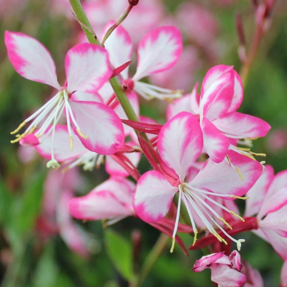 Gaura Lindheimeri (30 seminte) Floarea Albinei, flori rafinate roz-albe, Seklos