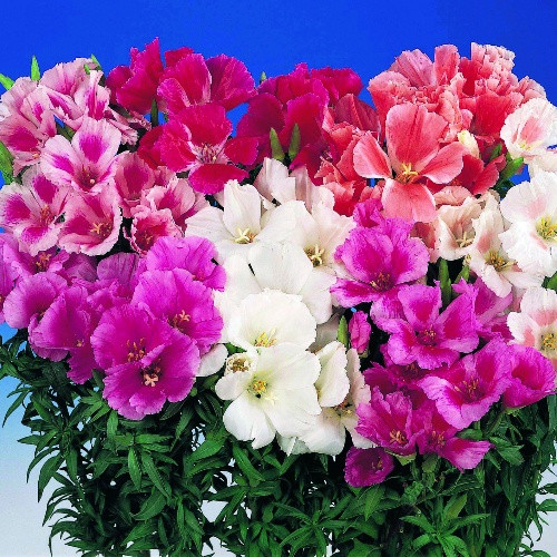 Godetia Mix (1500 seminte) de Azalee de gradina, Clarkia, flori anuale in culori pestrite, Opal