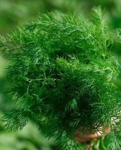 Goliat (5 gr) seminte marar soi tardiv rezistent la seceta, aroma puternica, PlantiCo