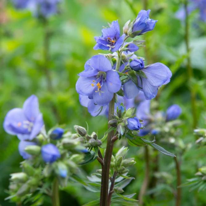 Jacob's Ladder (300 seminte) Valeriana Greceasca perena, flori albastre-violet, stamine galbene, Seklos