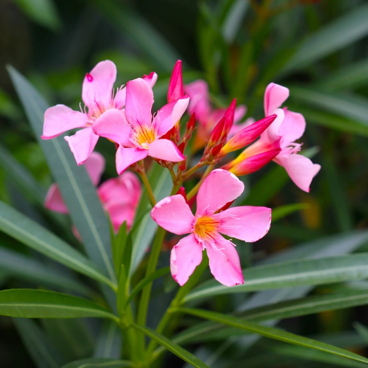 Leandru (50 seminte) Oleander - Nerium oleander, flori roz intens, inflorire indelungata, Saflax