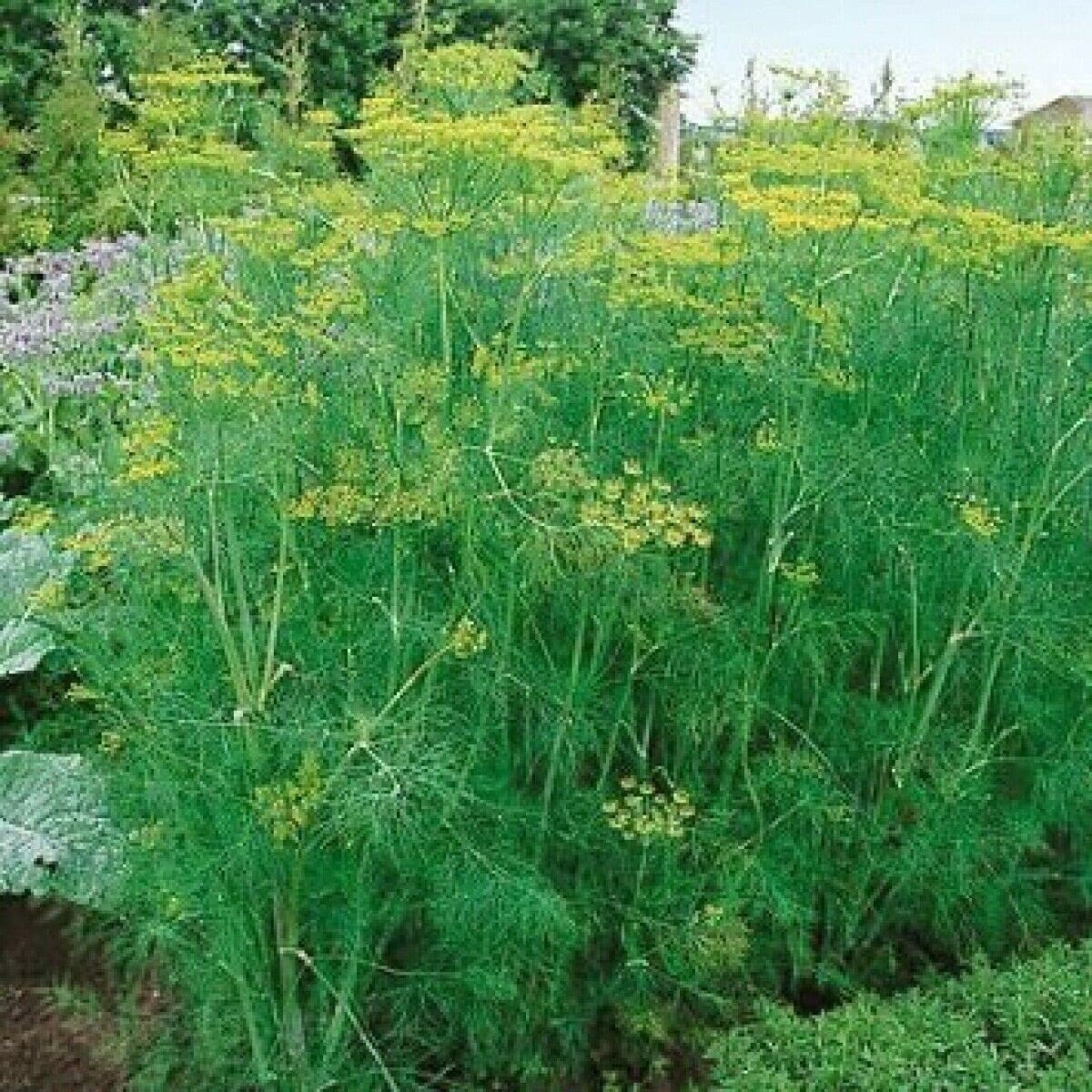 Marar Comun BIO (1250 seminte) marar ECO certificat ecologic, usor de cultivat, continut mare de vitamine si minerale, Agrosel