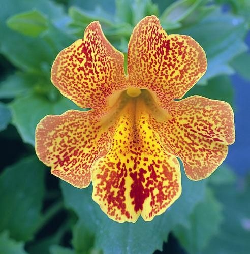 Medius F1 Yellow Flame (30 seminte) Mimulus flori galbene cu stropi rosii-orange, inflorire abundenta, Sekluva