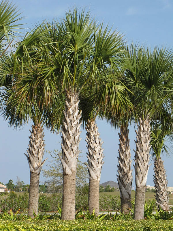 Palmier Sabal Palmetto (8 seminte) Palmetto Palm, palmier din Florida, frunze albastru-verzui, Saflax