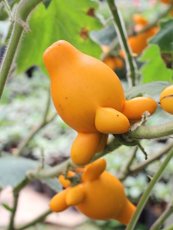 Planta Uger de Vaca (10 seminte) Love Apple - Solanum mammosum, flori mov, fructe decorative cu forma interesanta, Saflax