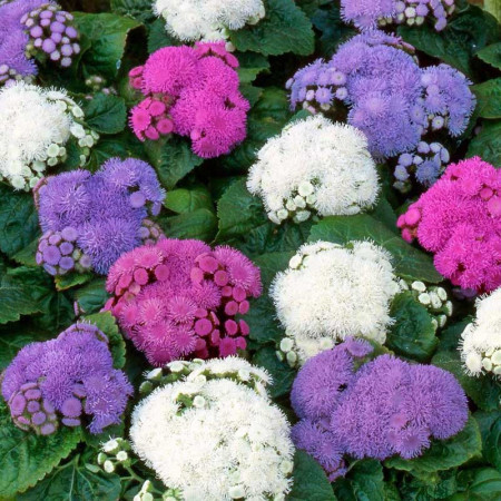 Pufuleti Mix (Ageratum) 1400 de seminte de flori pufuleti, Opal