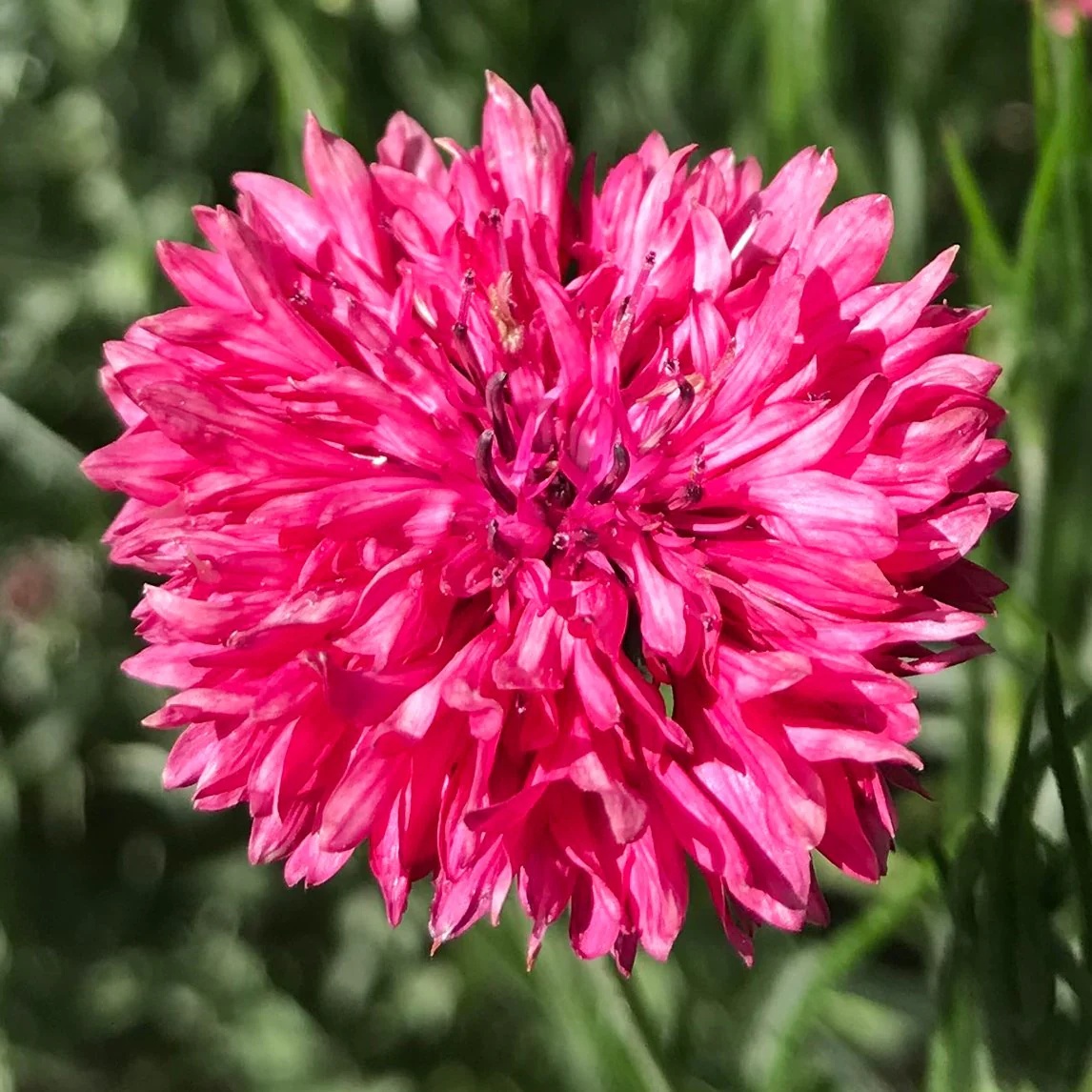 Red Ball (125 seminte) Albastrele flori rosii, randament ridicat de nectar, Seklos
