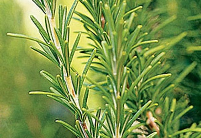 Rozmarin (0.01 gr) Seminte de Rozmarin Plante Medicinale Rozmarin de la Mefim Agro Romania