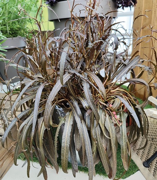 Rumex Twister (35 seminte) planta perena decorativa si comestibila, Seklos