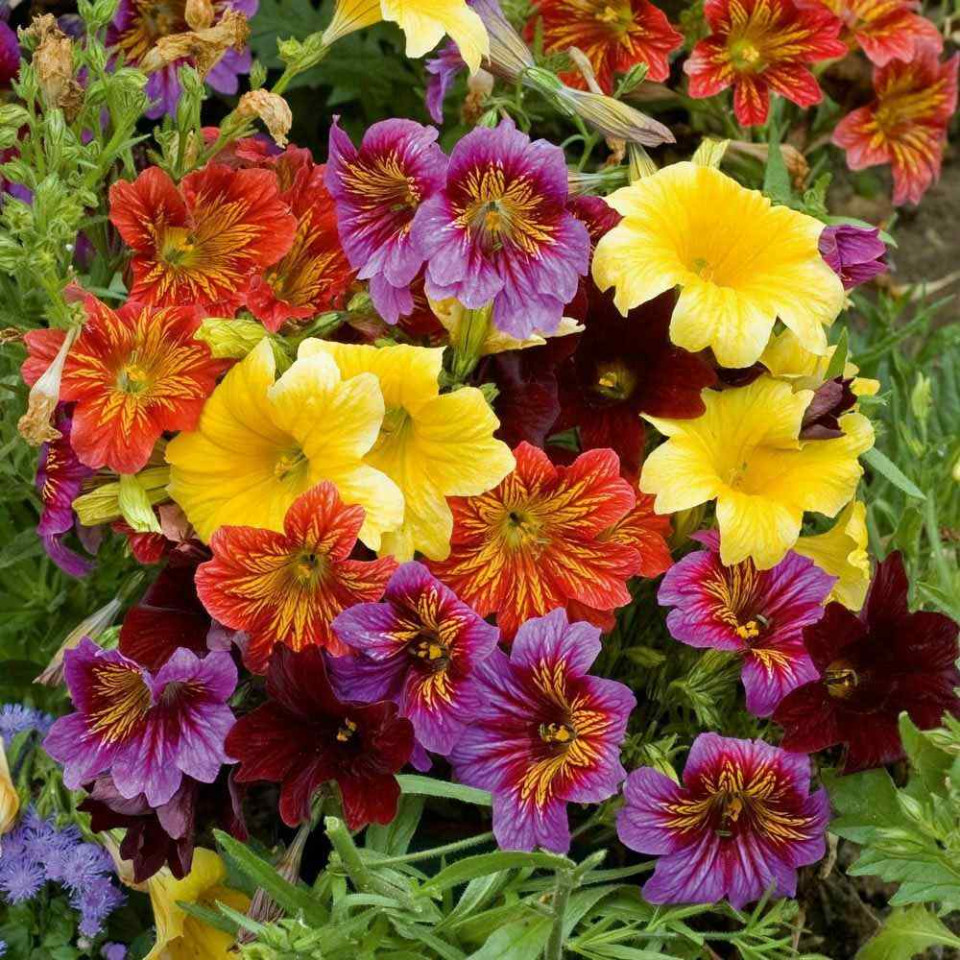 Salpiglossis Sinuata Mix - Seminte Flori Salpiglossis Sinuata Mix de la Opal