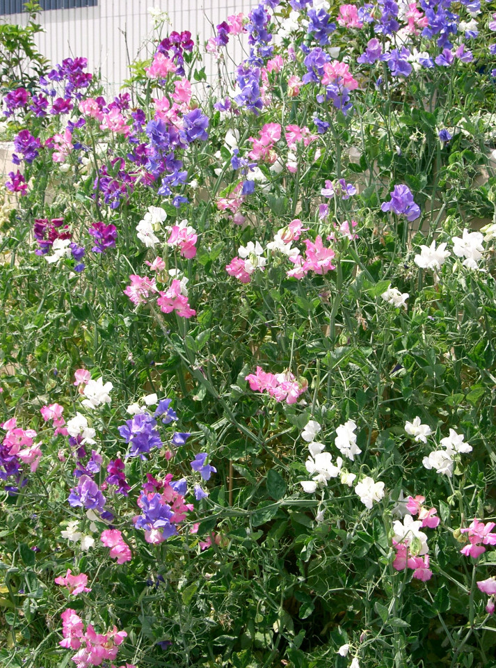 Sangele Voinicului curgatoare mix (1 gr) seminte de flori Lathyrus divers colorate si cu parfum intens, Agrosem