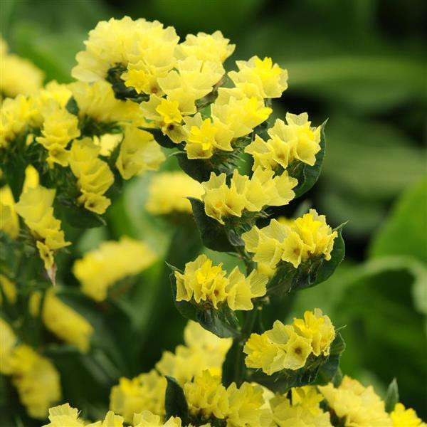 Saraturica galbena (5 gr) seminte de flori galbene pentru uscat, Kertimag