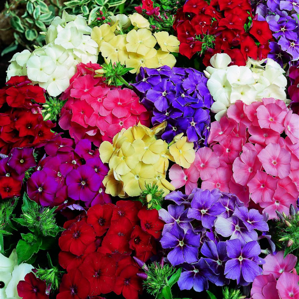 Scanteiuta - Brumarea mix (150 seminte) plante perene flori mari, divers colorate, Agrosem