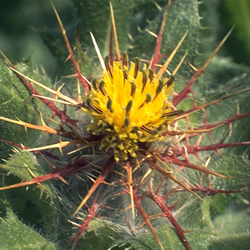 Schinel (50 seminte) St. Benedict's thistle - Cnicus Benedictus, planta medicinala cu rol antibiotic, sedativ, calmant digestiv, Saflax
