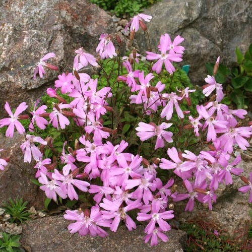 Silky Pink (20 seminte) flori perene pitice roz, Silene keiskei cu inflorire abundenta, Seklos