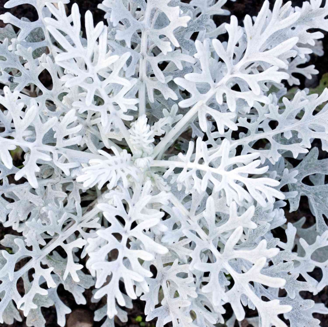 Silverdust (350 seminte) Cineraria frunze decorative alb-cenusii, Seklos