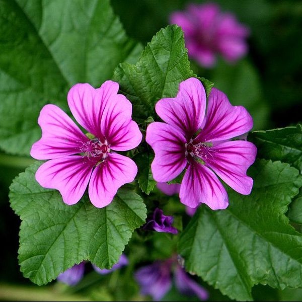 Slaz Dziki - Nalba Salbatica (1 gr) seminte planta melifera perena Malva sylvestris, flori roz-violet, Toraf