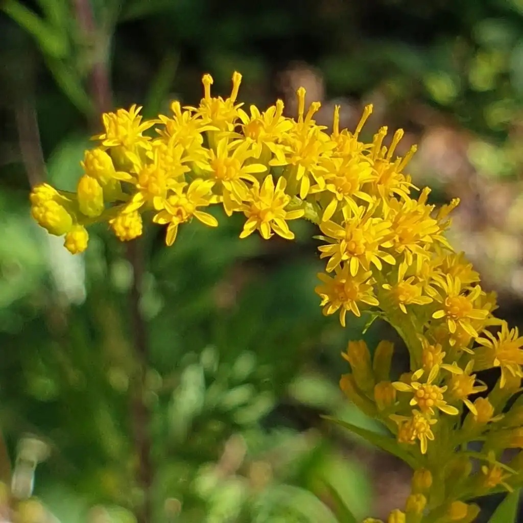 Splinuta (100 seminte) Goldenrod - Solidago virgaurea, planta medicinala pentru sistemul digestiv, urinar, hepato-biliar, Saflax