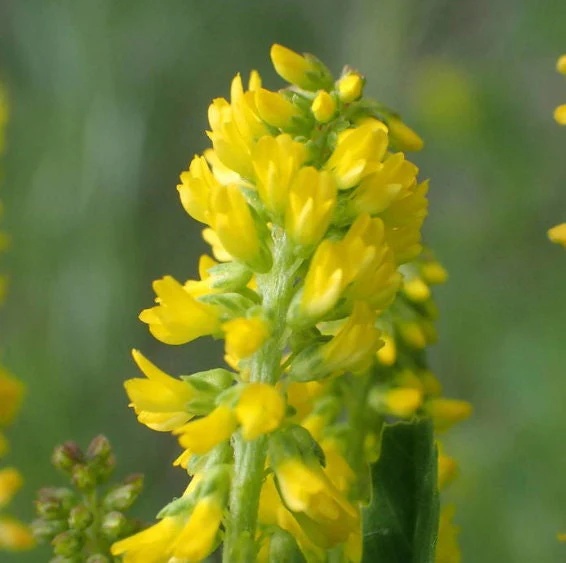 Sulfina Galbena (100 gr) seminte planta anuala medicinala si melifera, Melilotus Officinalis, Toraf