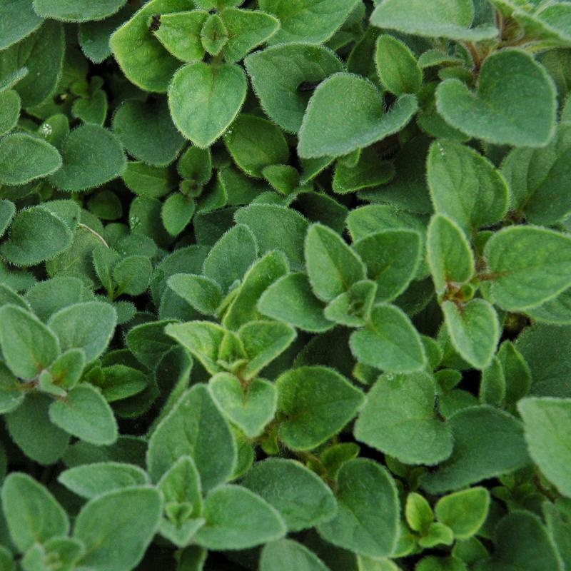Sweet Marjoram BIO (3600 seminte) maghiran BIO aromat si decorativ, Seklos