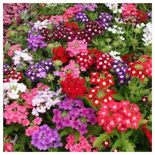 Urzicuta-Verbena (120 seminte) flori anuale colorate, Florian