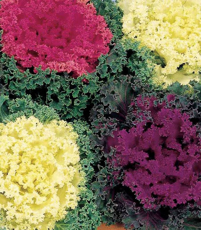 Varza ornamentala mix (100 seminte) planta decorativa, frunze rosii, albe, galbene, mov, Agrosem