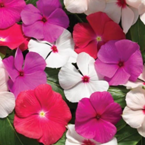 Vinca (90 seminte) Vinca Mix - Catharanthus roseus, flori mici albe, roz, rosii, Florian