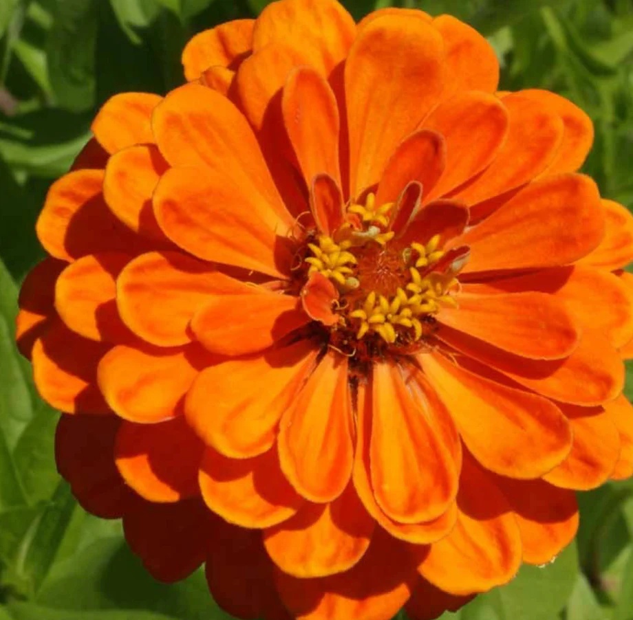 Zinnia Orange King (100 seminte) Carciumareasa flori mari, portocalii, Seklos