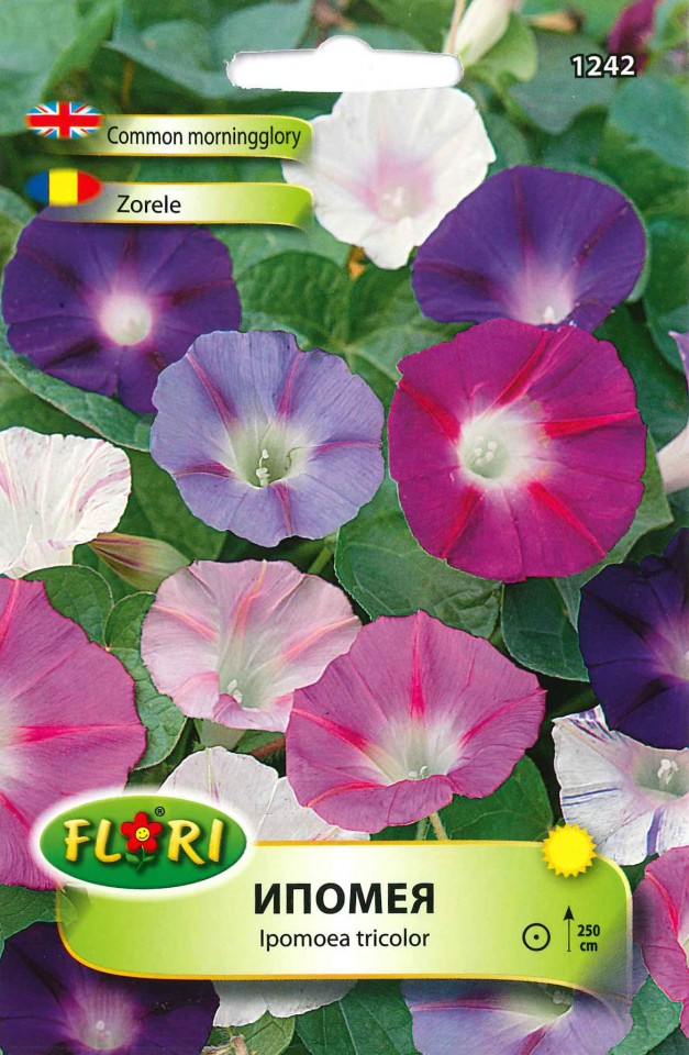 Zorele Ipomea (100 seminte) flori zorele urcatoare, Florian
