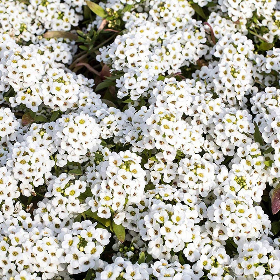 Alyssum alb (0.15 gr) planta perena,inflorescente albe, globulare, foarte atractive, Agrosem