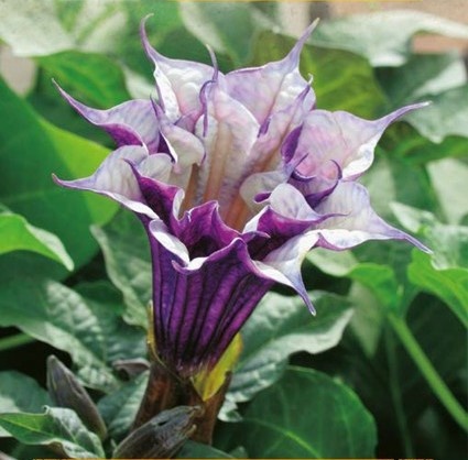Ballerina (0,2 gr) seminte Datura - Trambita Ingerilor violet, flori mari, trompeta, Toraf