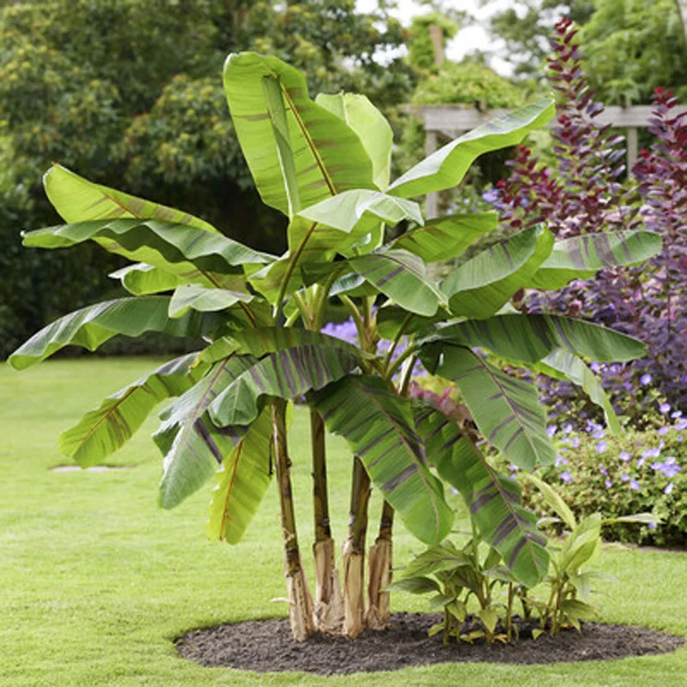 Bananier (5 seminte) Darjeeling Banana - Musa sikkimensis, rezistent la inghet, banane dulci, Saflax