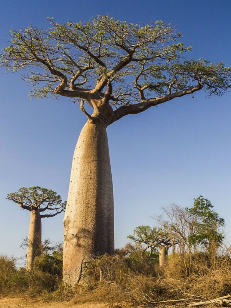 Baobab African (6 seminte) African Monkey Bread Tree - Adansonia digitata, arbore cu trunchi gros, rezistent la seceta, Saflax