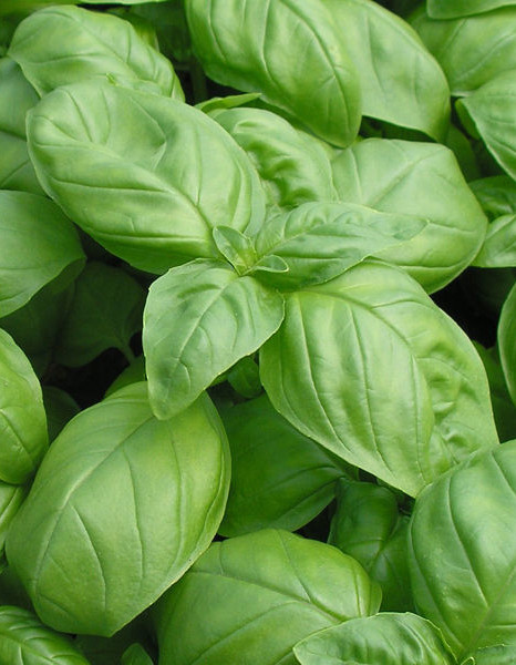 Bee Happy Busuioc Bio Genovese (2000 seminte bio) de busuioc verde planta aromatica, Laktofol