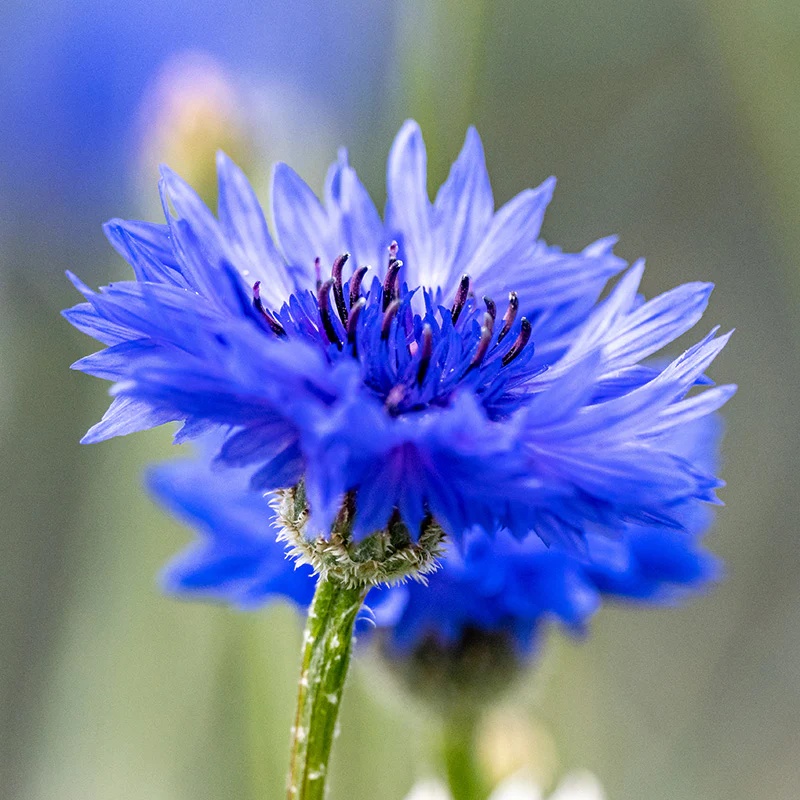Blue Diadem (500 seminte) Albastrele flori albastre, randament ridicat de nectar, Seklos