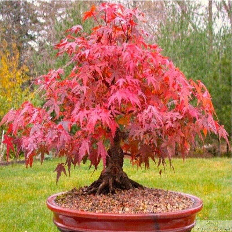 Bonsai Artar Japonez (20 seminte) Bonsai Red Japanese Maple - Acer palmatum, copac extrem de decorativ, frunze rosii-stacojii, Saflax