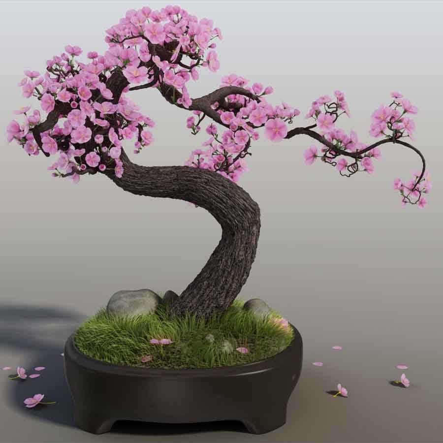 Bonsai Cires Japonez (30 seminte) Bonsai Wild Black Cherry - Prunus serrulata, inflorire abundenta cu flori batute, roz, Saflax
