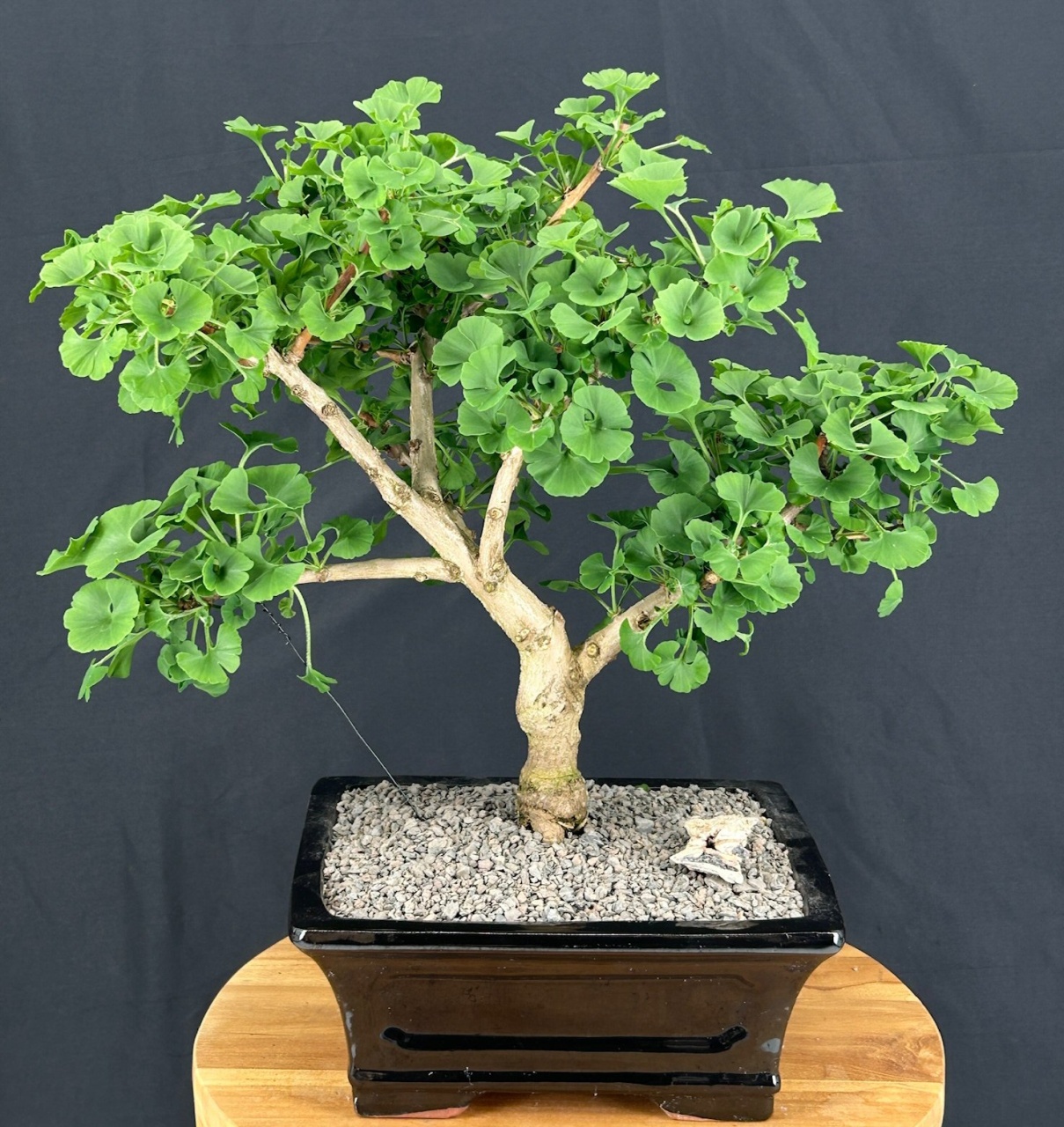 Bonsai Ginkgo biloba (4 seminte) Bonsai Maidenhair Tree, arbore decorativ si medicinal pentru afectiuni circulatorii, Saflax
