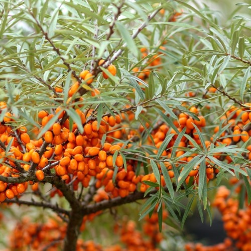 Catina (40 seminte) Sea Buckthorn - Hippophae rhamnoides, planta medicinala continut mare de vitamina C, Saflax