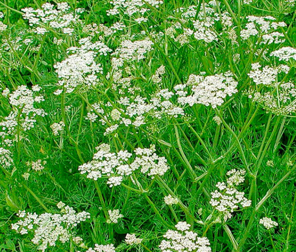 Chimion Medicinal (1 gr) seminte plante medicinale si aromatice chimion, Agrosem