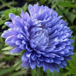 China Aster Paeony light blue (240 seminte) Ochiul Boului Paeonia albastru deschis, Seklos