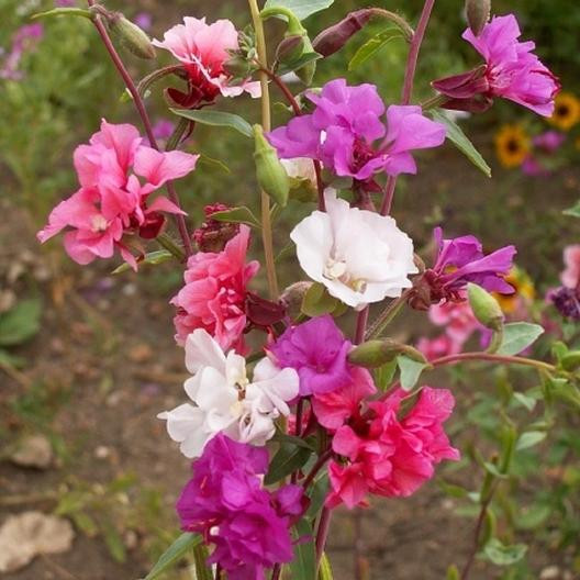 Clarkia mix (0.3 gr) seminte Godetia, Azalee de gradina, planta anuala cu flori roz, albe, violet, simple sau duble, Agrosem