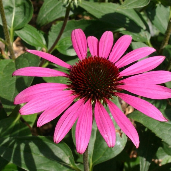 Coneflower (150 seminte) Echinacea perena flori mari, roz, Seklos