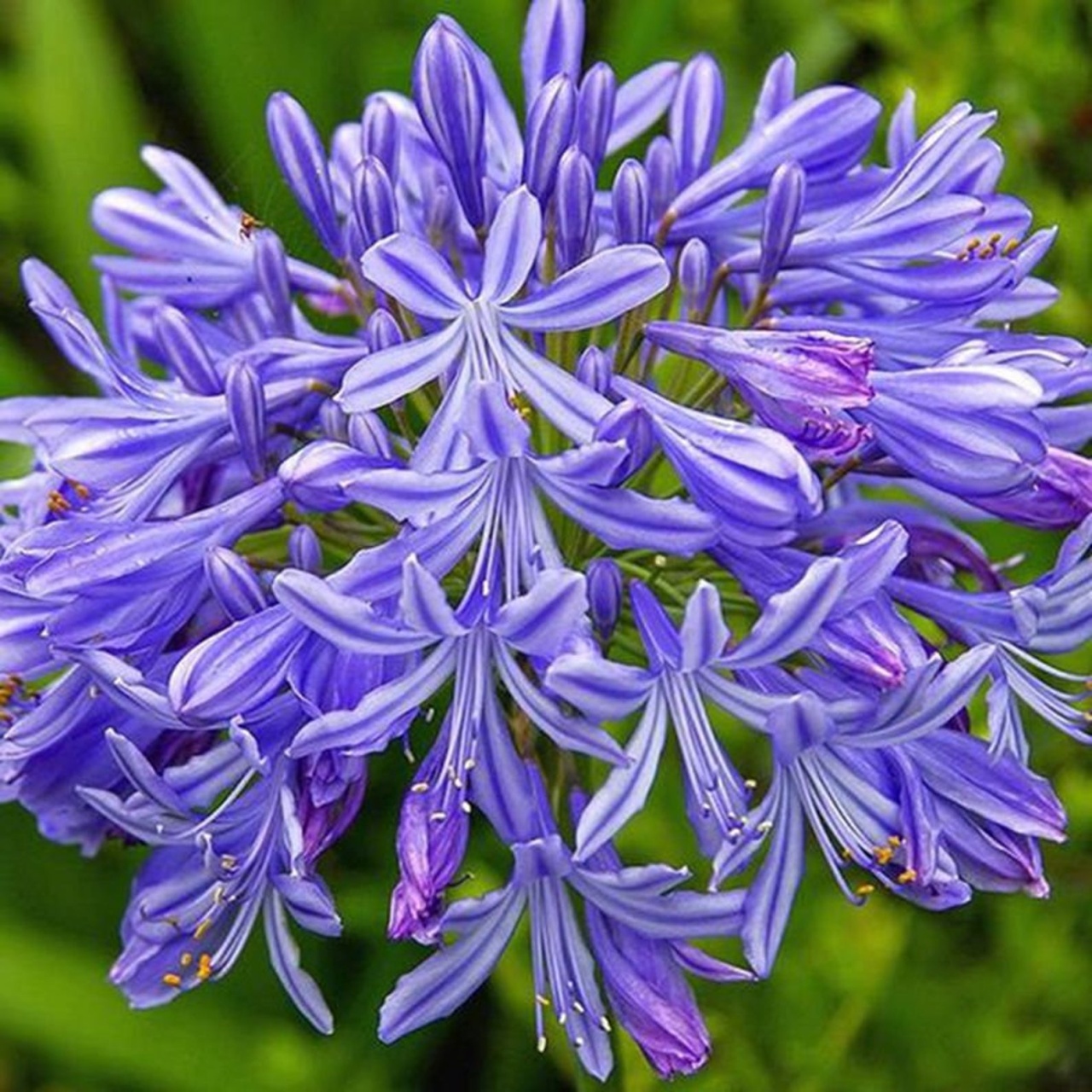 Crin African (50 seminte) African Lily - Agapanthus orientalis, flori albastre, inflorescente sferice, Saflax