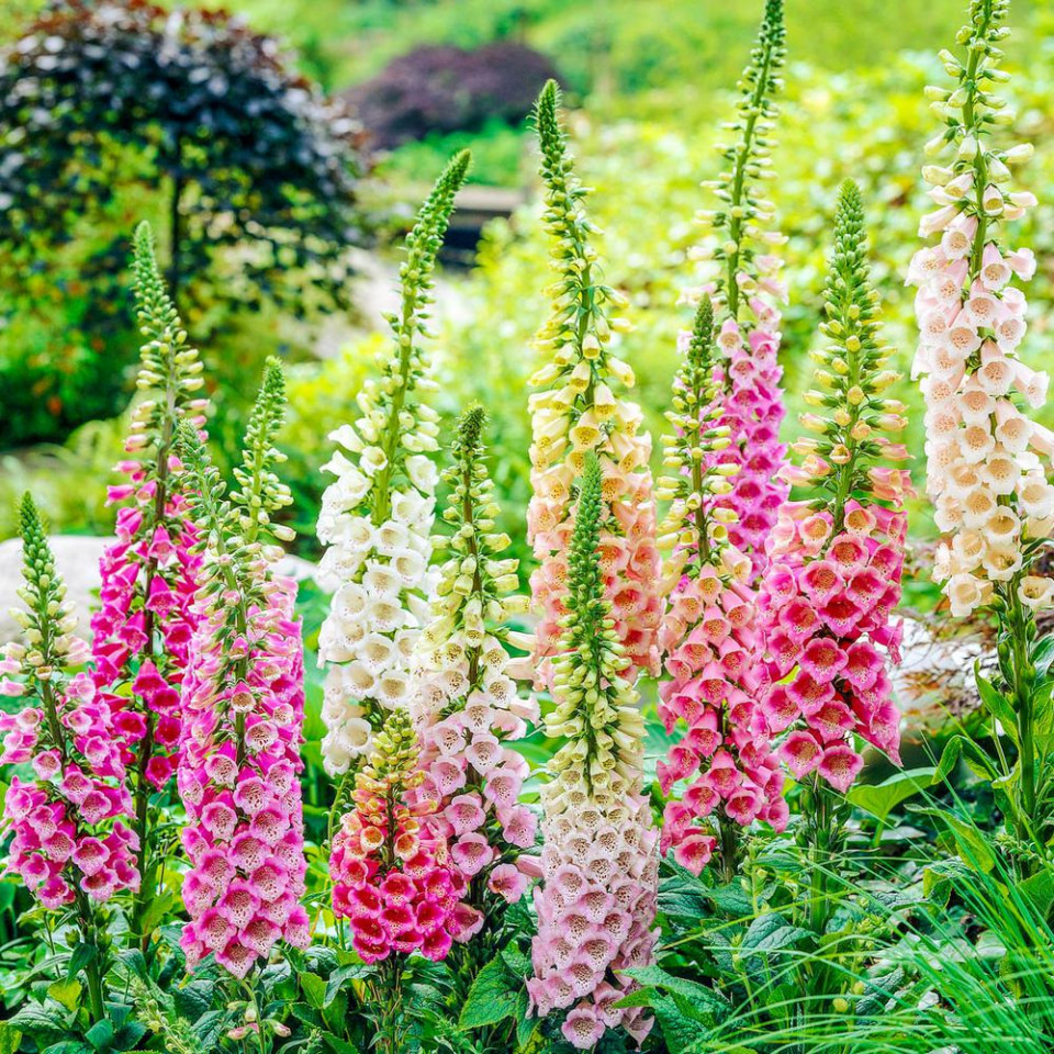 Degetar Mix (10.000 seminte) de Digitalis Purpurea flori degetar mix, Opal